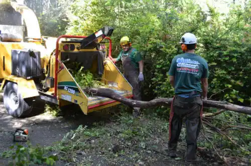 tree services Nances Creek